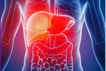 liver location in human anatomy